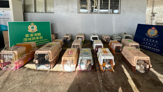 水警海關揭發走私集團將75隻貓狗，擠困於僅13個寵物籠內。警方圖片