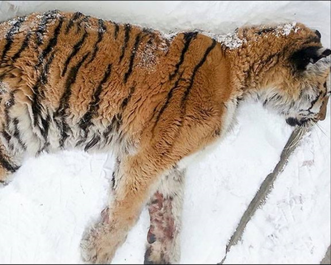 西伯利亚虎倒卧雪地上哀嚎。Jean Kenny fb 图片