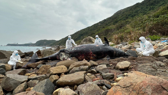 鲸踪再现清水湾 5米长罕见年幼喙鲸搁浅 惜已死亡严重腐烂