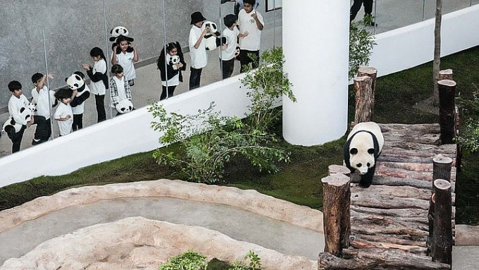 大熊貓深受當地小朋友歡迎。網上圖片