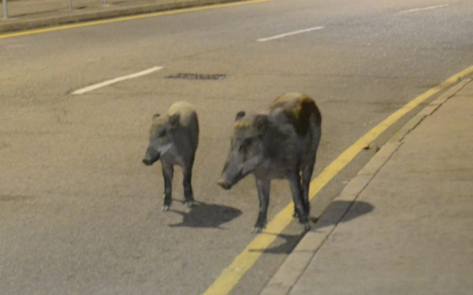 有一大一小野猪在马路上散步。