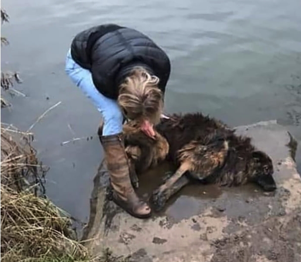 英女救起狗狗后，发现它的脚被绑上巨石。网图