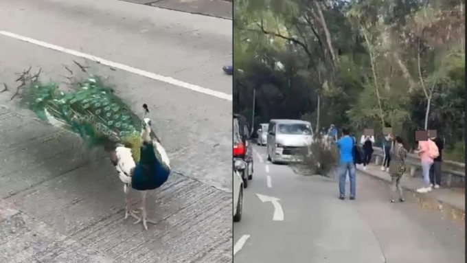 今早有孔雀在大棠出現，並在馬路開屏。fb「小心駕駛」圖片