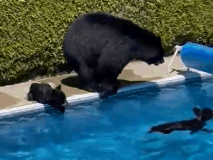 母熊帶兩小熊闖民居嬉水。twitter