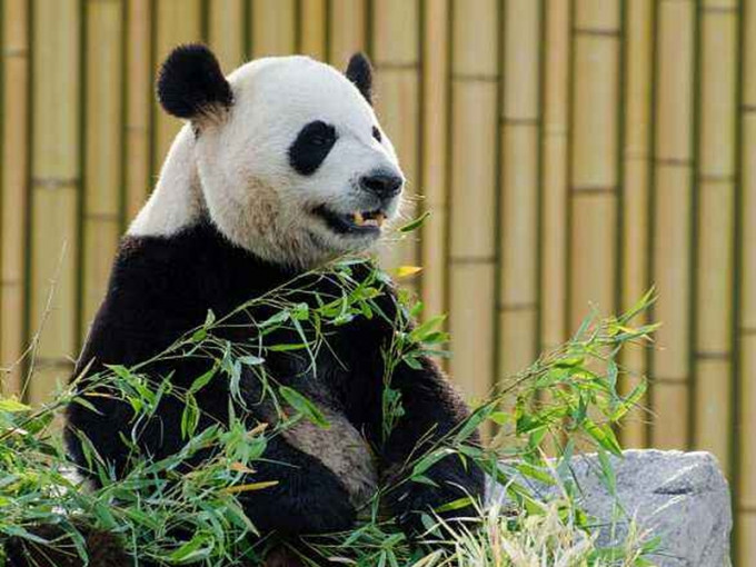 旅加大熊猫「二顺」和「大毛」受疫情影响将提前送回中国。(网图)