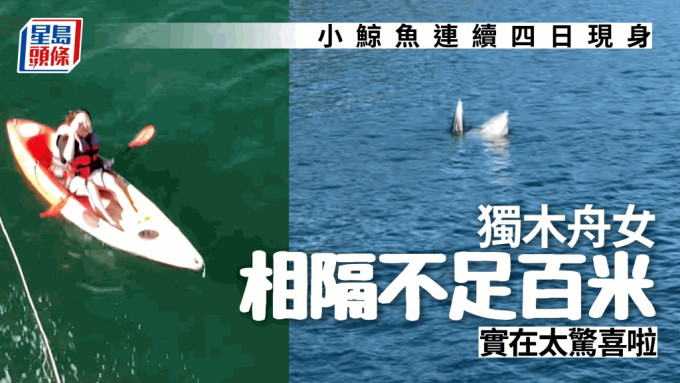西貢鯨魚｜小鯨魚再現 與獨木舟女僅隔百米 網民：條鯨魚BB同我這麼近
