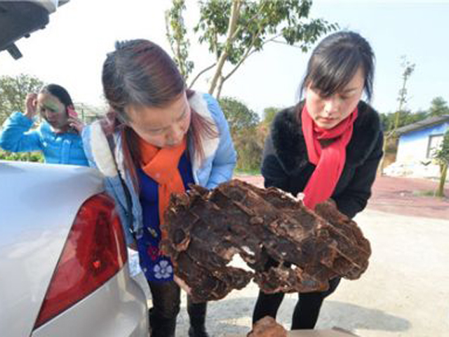 村民李女士，因為要遷墳，打開了祖先約100年的墓穴，驚現棺材板上有一株好大的菌子，隨後「血靈芝」的說法隨即傳開。 網上圖片