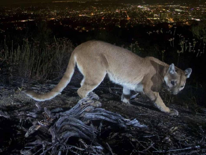 野生美洲狮。美联社资料照片