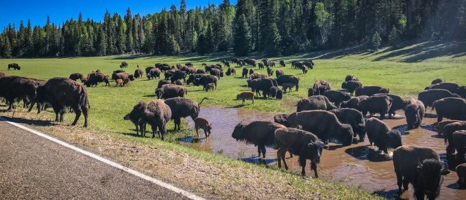 大峽谷國家公園內的野牛過剩。