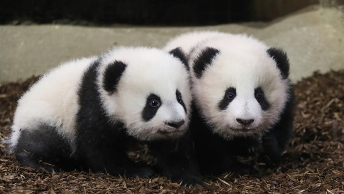 梁毓偉向局方查詢會否考慮向中央請求多一對大熊貓來港，同時讓香港打造成旅居大熊貓的「支援港」。資料圖片
