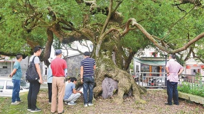  深圳市計畫建立古樹名木管理平台。網上圖片