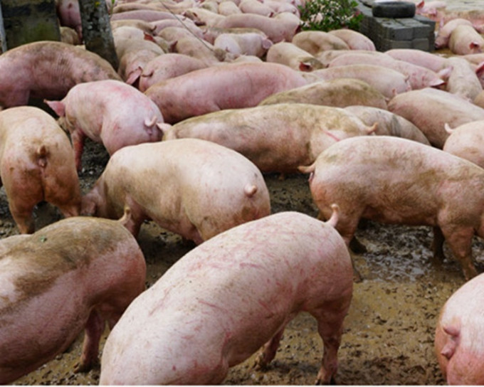 非洲猪瘟在越南蔓延。网图