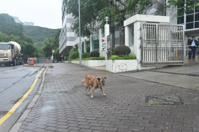 流浪狗在香港仔渔光道85号对开行人路徘徊。