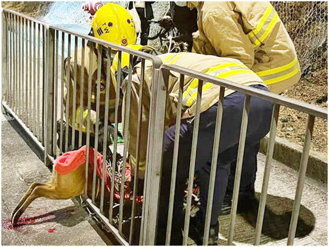 消防员到场拯救赤麂。「香港动物报」fb图片