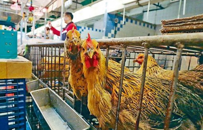 政府同意大方向為維持活家禽業的現狀。