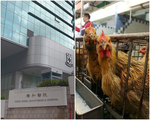 養和醫院澄清無就H5N6禽流感開會。