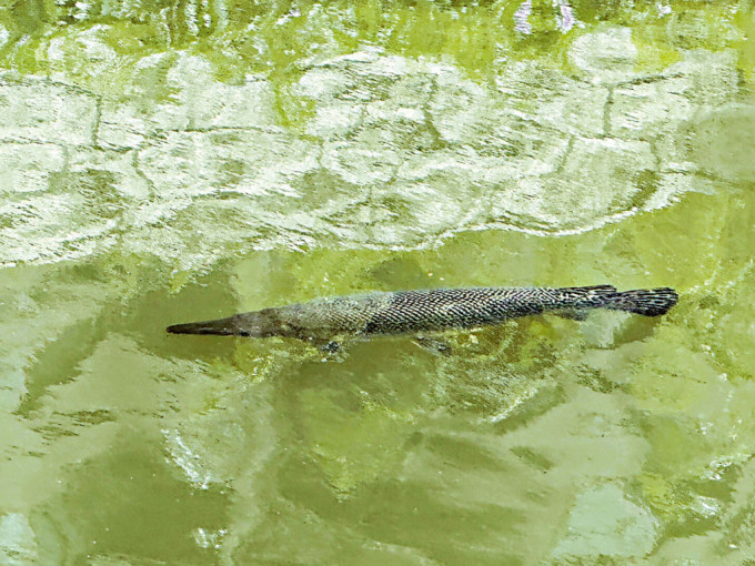 啟德河疑驚現鱷蹤，兩條長約1米的大魚在河中游動。