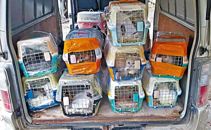 ■警方在客货车内发现五十二只猫狗。