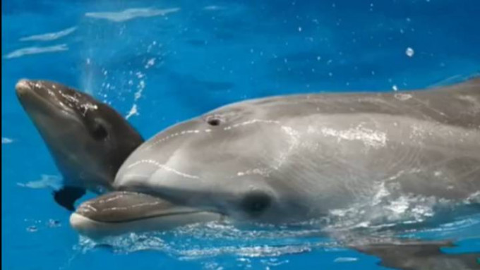 天津一動物園有鯨豚獸（左）出生，為內地首次。動物園微博