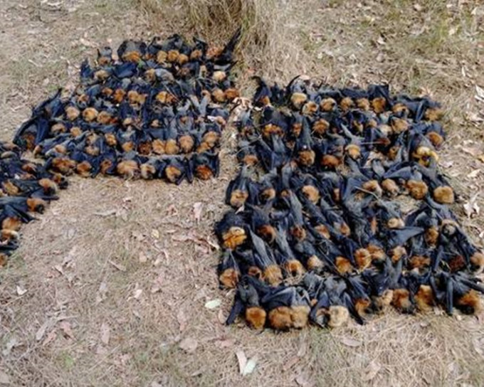 9成死亡的狐蝠都只是刚出生的幼蝠。Help Save the Wildlife and Bushlands in Campbelltown fb 图片