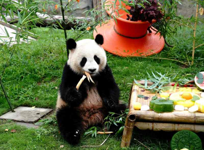 大熊貓「七七」享受生日美食。新華社