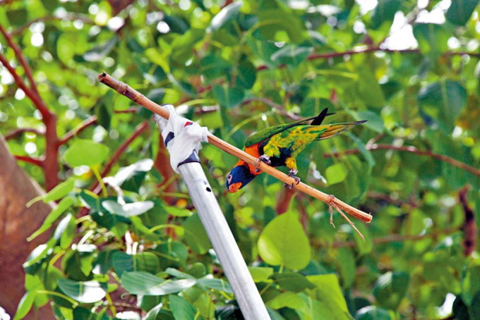 愛協人員成功誘使鸚鵡爬上竹枝。