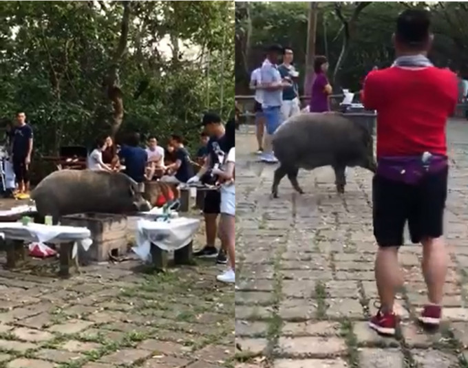 野豬直闖燒烤場期間，惹來不少遊人圍觀。影片截圖