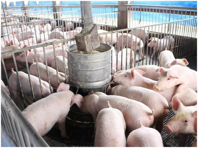 猪价猛涨，以生态为由关闭养猪厂。