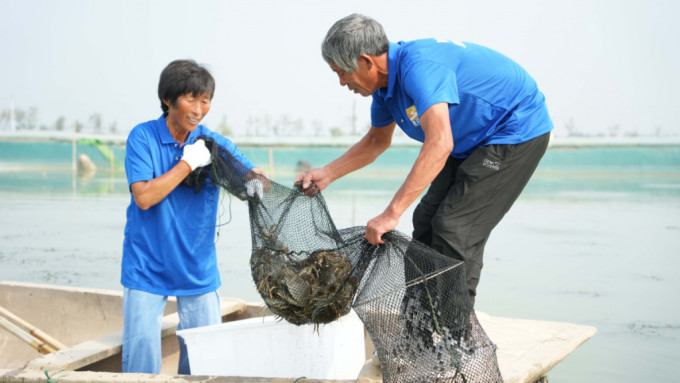 內地大閘蟹開始上市。圖為山東蟹農捕撈大閘蟹。新華社