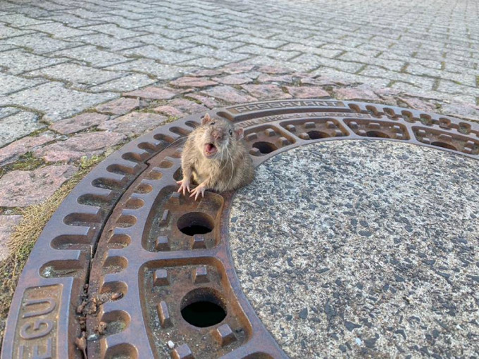 德國一隻超肥老鼠被困在街邊去水渠渠蓋的夾縫內。網圖