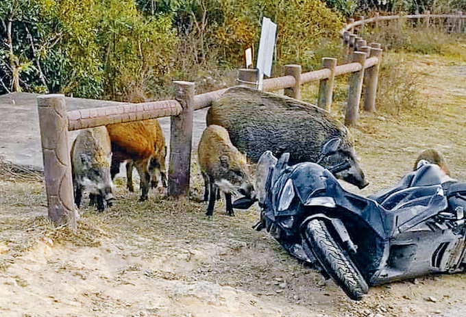 绵羊仔电单车被野猪家族扑倒地上及咬烂座椅。