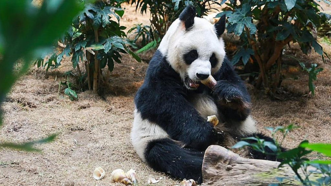 大熊貓「安安」接受安樂死，享年 35 歲。海洋公園圖片