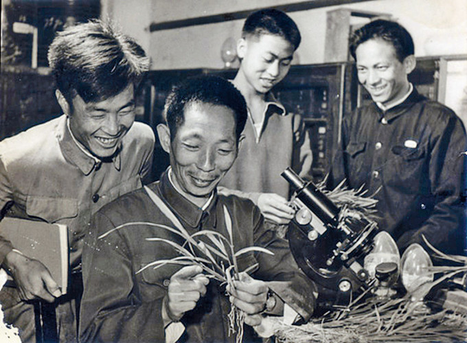 ■七○年代的袁隆平和他的學生。