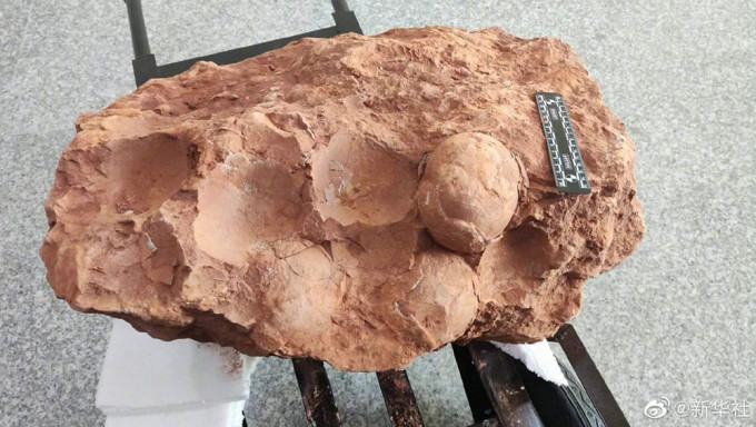江西九江市发现三枚恐龙蛋化石，距今约8000万年。