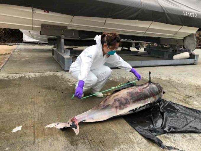 江豚尸体已严重腐烂。香港海洋公园保育基金