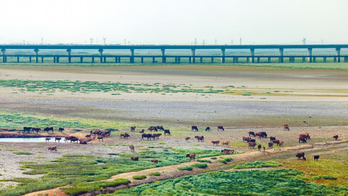 受持續高溫少雨影響，鄱陽湖南部湖區裸露變成「草原」，牛群在湖牀上吃草。