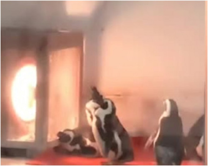 企鵝排隊圍火爐取暖。網圖