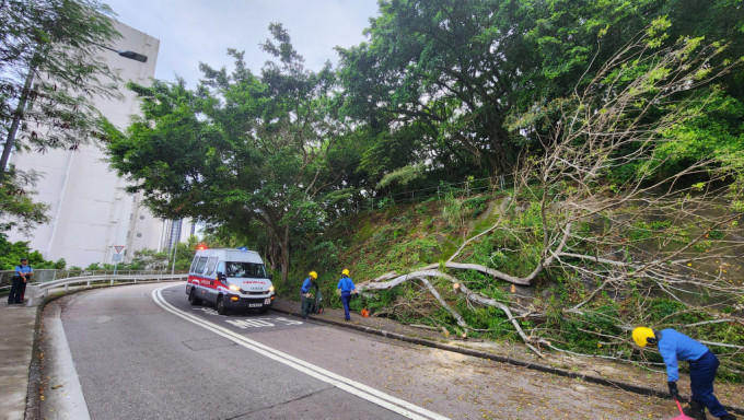 消防員將大樹移至行人路。