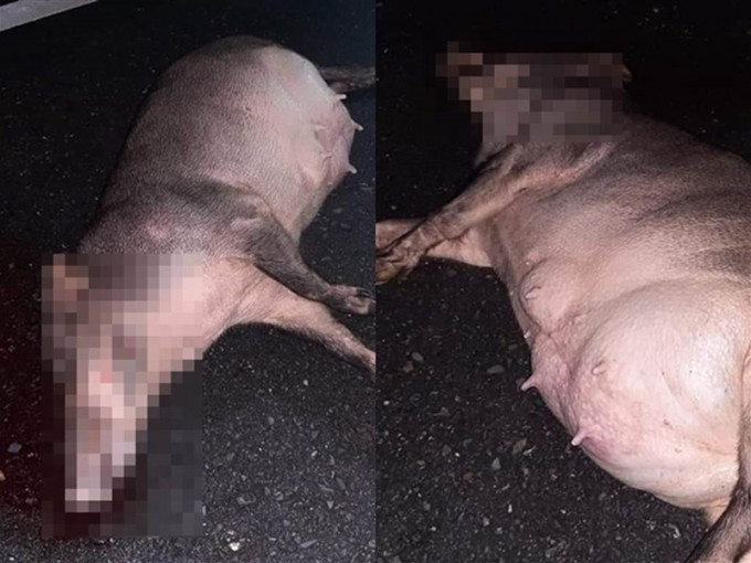 母豬被撞斃在馬路上肚子明顯隆起疑似已近臨盆。爆廢公社fb