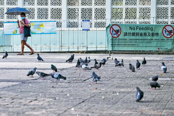 修订后的《野生动物保护条例》将在8月1日实施，野鸽将列作受规管的动物之一，禁止市民喂饲。