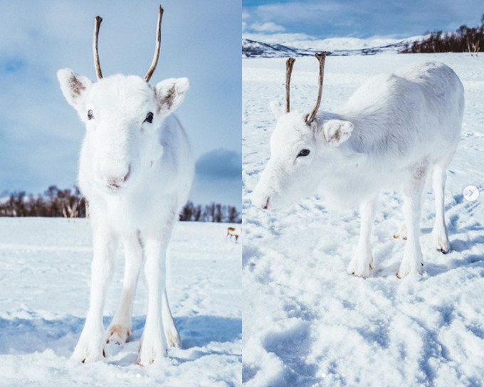 一名摄影师在挪威巧遇罕见的白色驯鹿。Mads Nordsveen Instagram