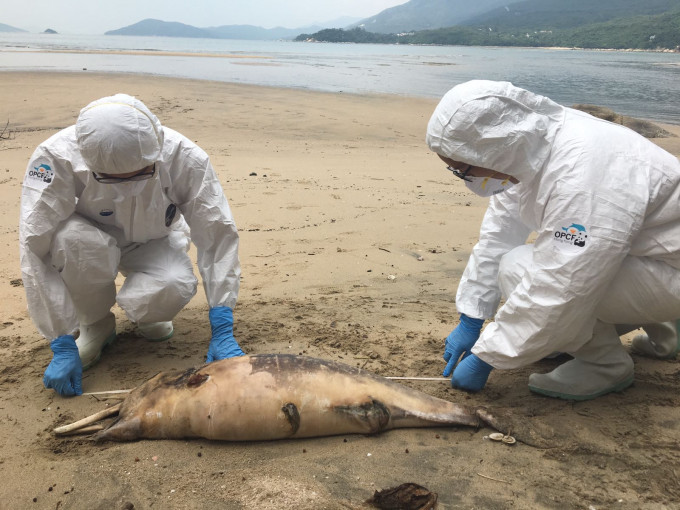 中华白海豚在大屿山贝澳搁浅。香港海洋公园保育基金提供
