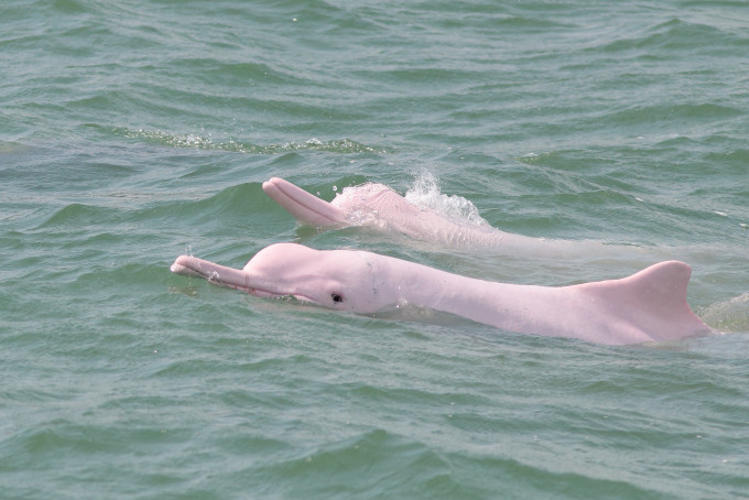 中华白海豚。 WWF图