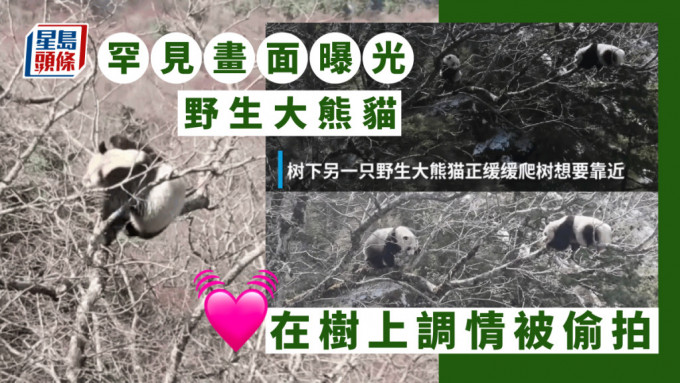 四川一對野生大熊貓在樹上調情被偷拍，罕見畫面曝光。