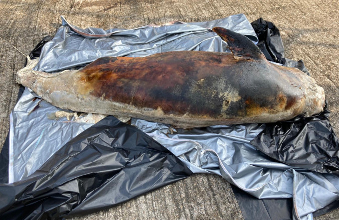 江豚屍體已嚴重腐爛。海洋公園保育基金提供