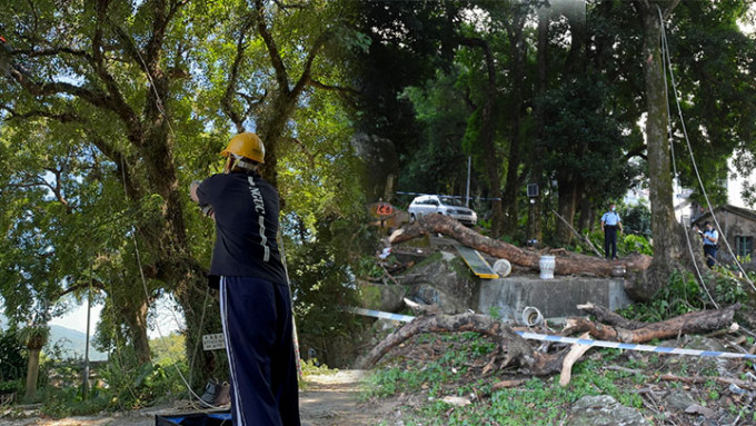 地政总署联同树艺师及承办商到村内检视树木的健康状况，并即场移除8棵树木包括两棵枯树。