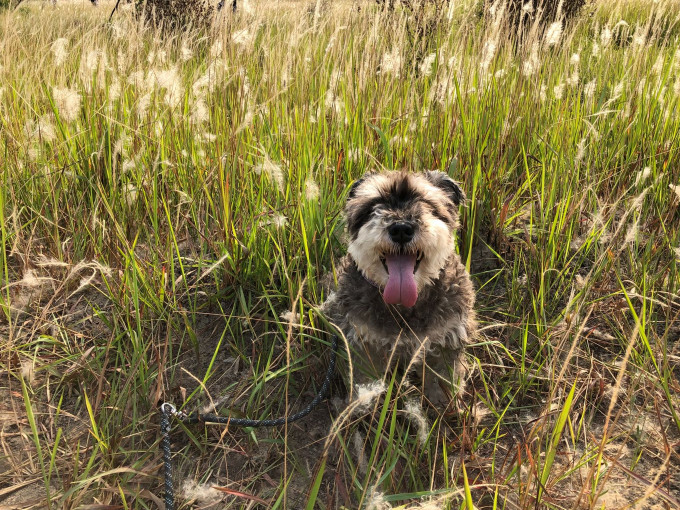 华明邨第10只遇害史纳莎犬「蒙蒙」。狗主提供