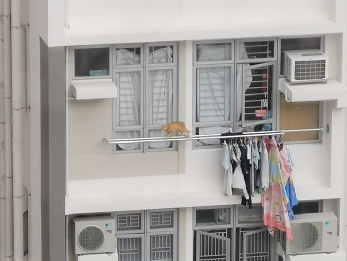 猫猫在27楼高的窗外晾衣杆上徘徊。facebook群组「天下猫猫一样猫群组」图片