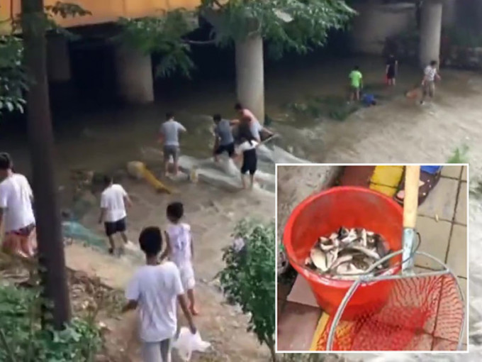 济南大雨后河水猛涨，市民激流中捡鱼，1小时1大桶。（网图）