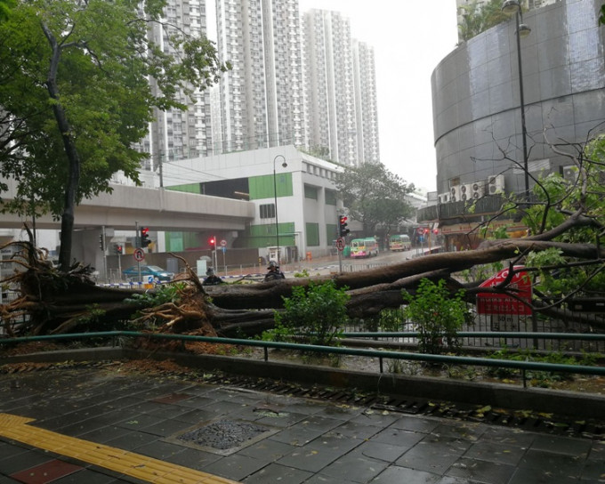 大树塌下倒在其中一条行车线上。